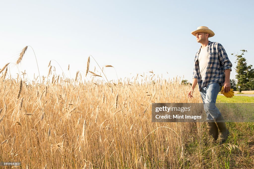 Man wearing a checkered shirt and a hat standing in a cornfield, a farmer.