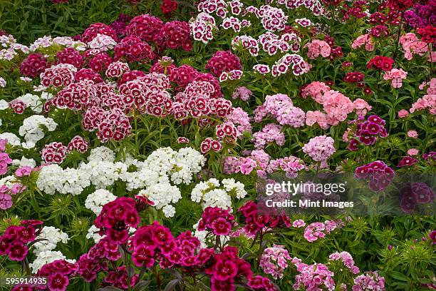 sweet william dianthus flowering plants, perennials in the garden with delicate multiflower heads in a variety of colours, red, pink purple and white.  - cravo da china imagens e fotografias de stock