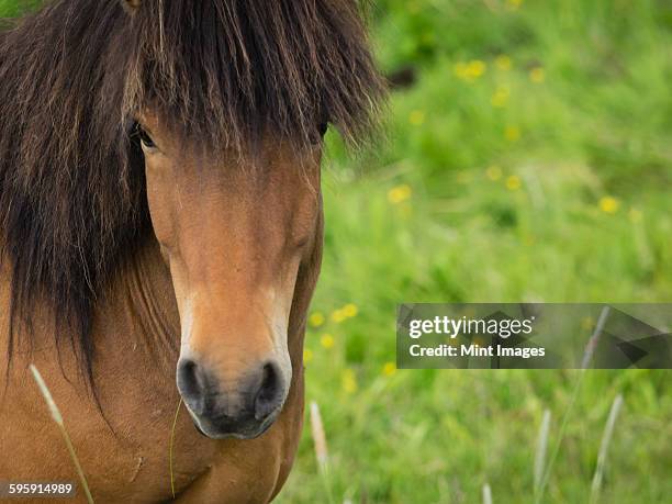 Back Forelock Forelock Photos and Premium High Res Pictures - Getty Images