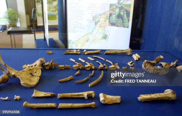Bones from the skeleton of a female australopithecus, aka Lucy specimen, are seen on July 10, 2004 in Carnac as part of an exhibition "Lucy in...