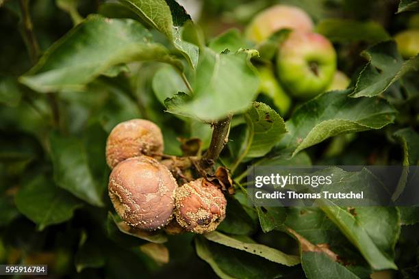 Berlin, Germany Rotten apples are hanging on an apple tree on August 12, 2016 in Berlin, Germany.