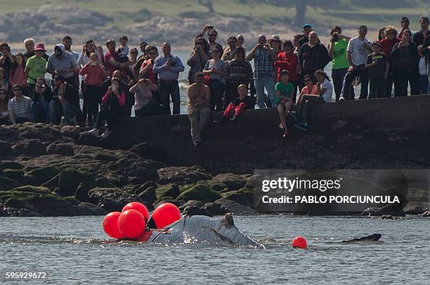 People look at a whale as it is removed from the water in Montevideo on August 26, 2016. The whale died after being in the throes of death for three...
