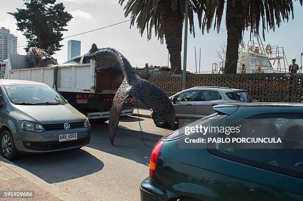 Whale is moved on a truck in Montevideo after being removed from the water on August 26, 2016. The whale died after being in the throes of death for...