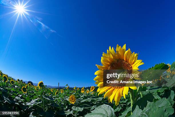 6 272点の青空 ひまわりのストックフォト Getty Images 6 272点の青空 ひまわりのストックフォト Getty Images