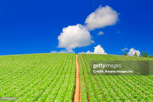 potato field - hokkaido potato stock pictures, royalty-free photos & images