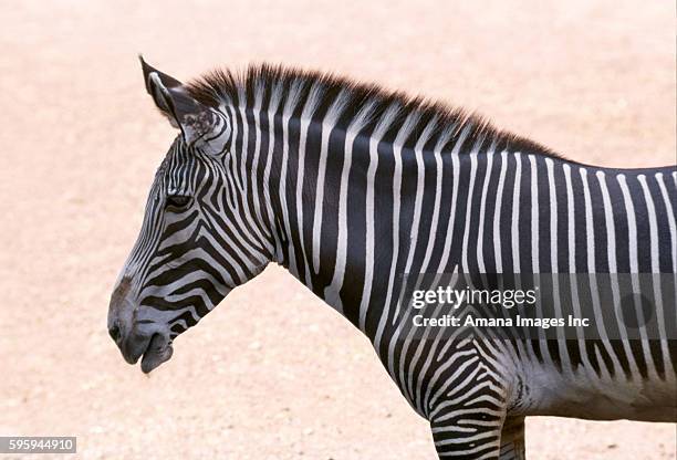 grant's zebra - grants zebra bildbanksfoton och bilder