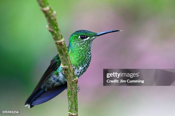 green-crowned brilliant hummingbird - costa rica - green crowned brilliant hummingbird stock pictures, royalty-free photos & images