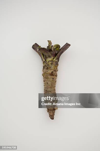 wasabi root - wasabi root stock pictures, royalty-free photos & images