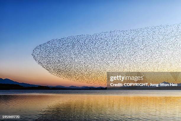 the spectacle show by several hundred thousands of teal ducks - flock of birds stock-fotos und bilder