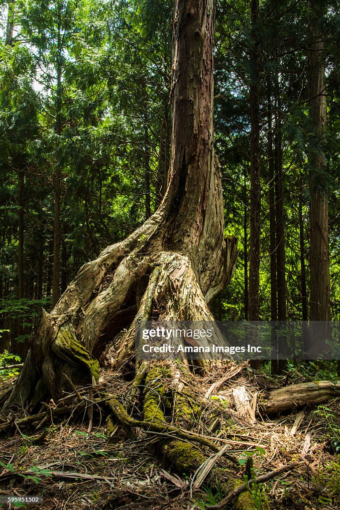 Giant hinoki cypress tree