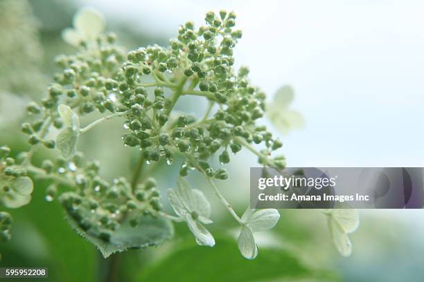 hydrangea paniculata - hydrangea paniculata stock pictures, royalty-free photos & images