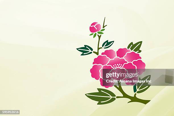 tree peony - paeonia suffruticosa stock illustrations