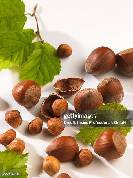 Exploded Hazelnut Shelled And Unshelled Hazelnuts Photos and Premium High Res Pictures ...