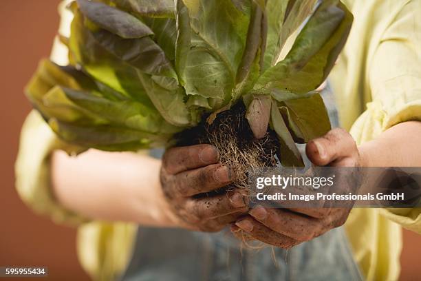 hands holding red lettuce plant with roots and soil - hands red soil stock pictures, royalty-free photos & images