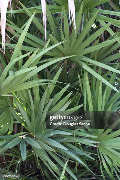 close-up of the lush saw palmetto (serenoa repens) - saw palmetto stock pictures, royalty-free photos & images