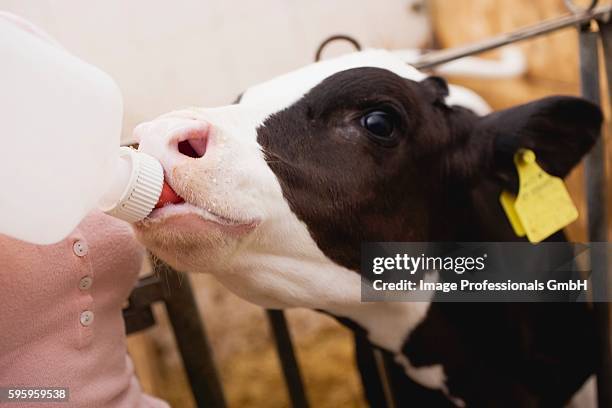 calf drinking milk from a bottle - 哺乳瓶 個照片及圖片檔