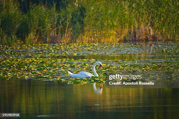 swan in the lotus flowers - sarnico stock pictures, royalty-free photos & images