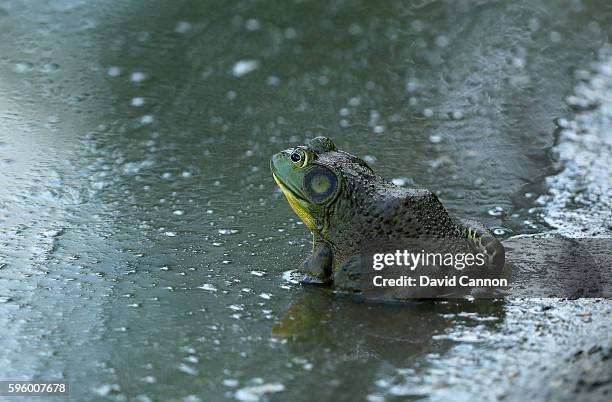 American Bullfrog in the pond beside the eighth green during the second round of The Barclays in the PGA Tour FedExCup Play-Offs on the Black Course...