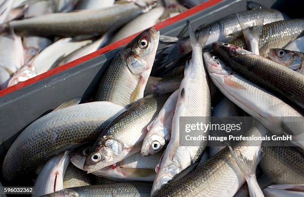fresh whitefish in crates - lake whitefish stock pictures, royalty-free photos & images