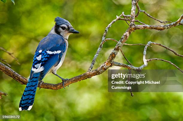 blue jay - blue jay stock pictures, royalty-free photos & images