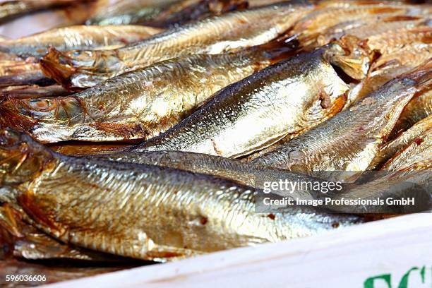 sprattus - sprat fish stock pictures, royalty-free photos & images