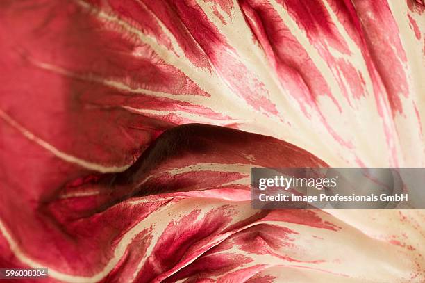 radicchio leaf (detail) - radicchio stock pictures, royalty-free photos & images