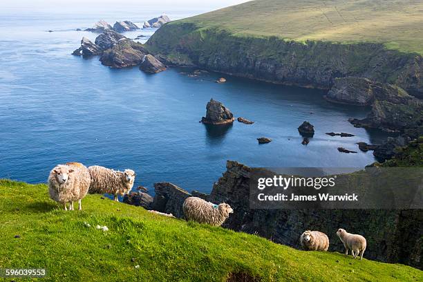 shetland sheep at clifftop edge - escocia fotografías e imágenes de stock