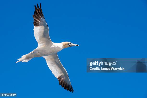 northern gannet in flight - alcatraz común fotografías e imágenes de stock