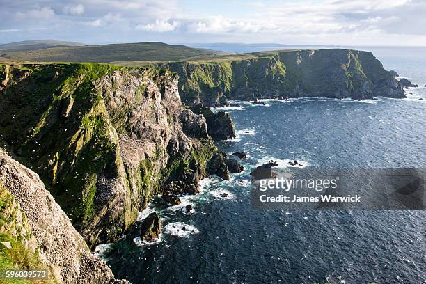 northern gannet breeding colony on cliffs - islas de gran bretaña fotografías e imágenes de stock