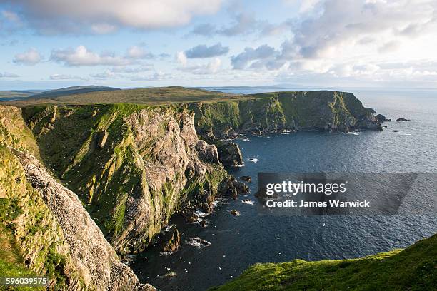 northern gannet breeding colony on cliffs - schottisch stock-fotos und bilder