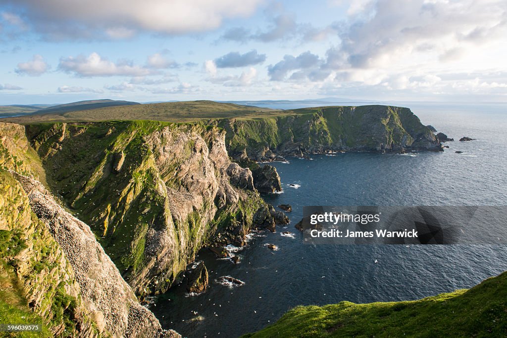 Northern gannet breeding colony on cliffs