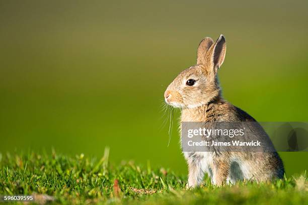 european rabbit - rabbit stock-fotos und bilder