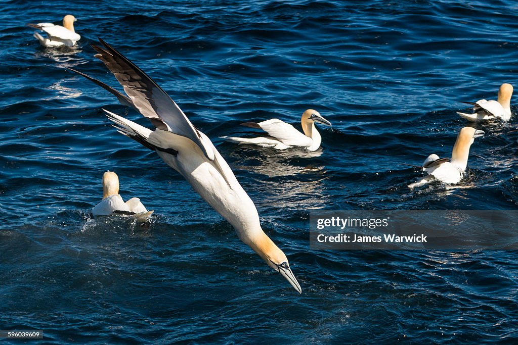 Northern gannet diving for fish
