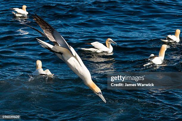 northern gannet diving for fish - gannet 個照片及圖片檔