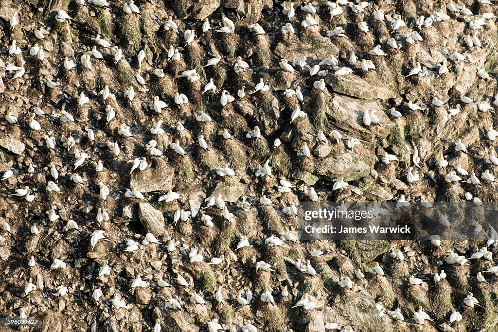 Northern gannet breeding colony on cliff face