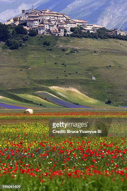 flowers blooming with town of castelluccio - カステッルッチョ ストックフォトと画像