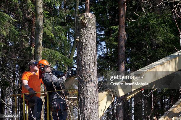 two lumberjacks cut down a tree on the platform - person chained to tree stock pictures, royalty-free photos & images
