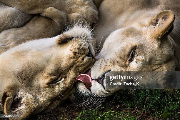 lioness sisters love - feet lick bildbanksfoton och bilder
