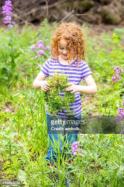 young girl holding a bunch of galium aparine weed - galium stock pictures, royalty-free photos & images