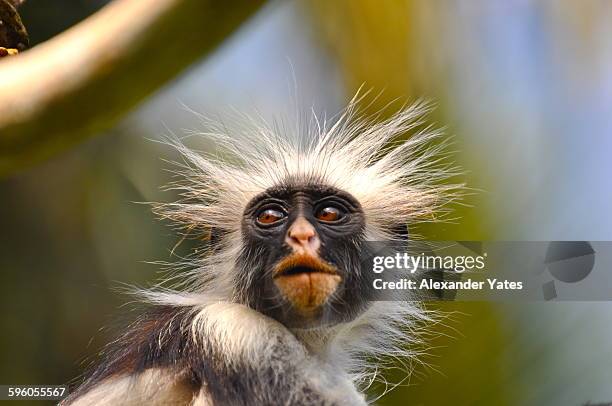 red colobus monkey - frizzy fotografías e imágenes de stock