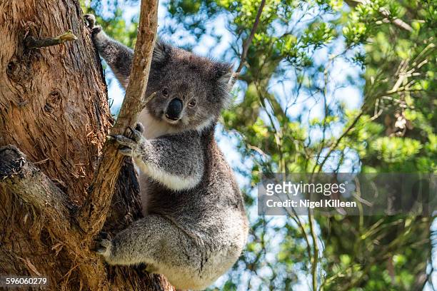 wild koala, great ocean road - koala stock pictures, royalty-free photos & images