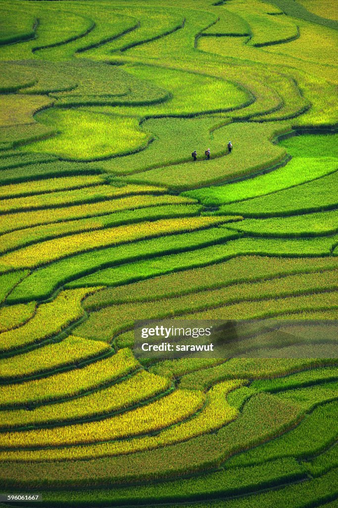 Terraced field