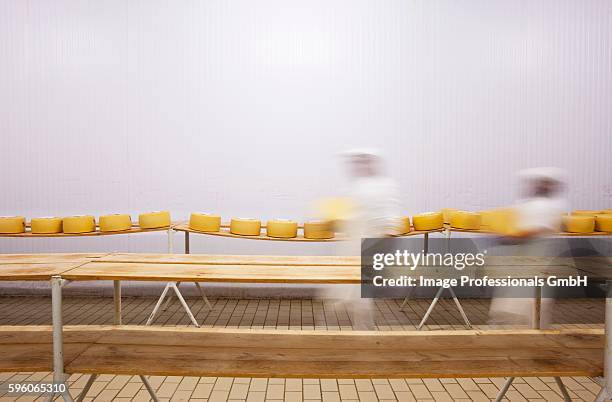 queijo de sao jorge (cows milk cheese, azores) being made - queijo stock pictures, royalty-free photos & images