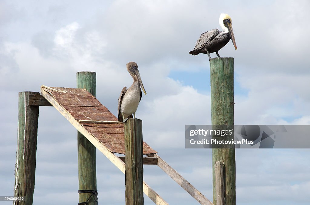 Two brown pelicans sitting on pylons