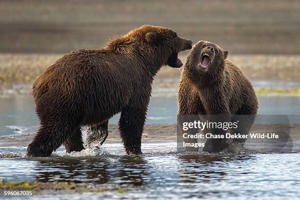 snarling - kodiak brown bear stock pictures, royalty-free photos & images