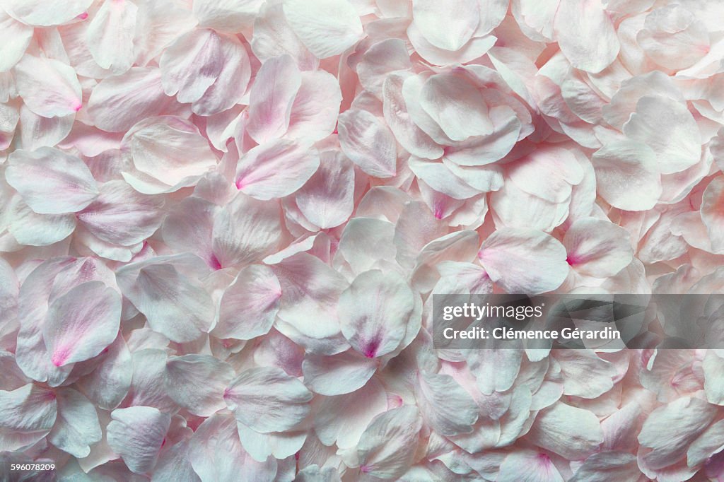 Detail shot of pink rose petals