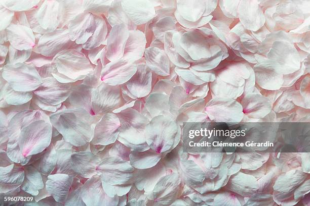 detail shot of pink rose petals - petal 個照片及圖片檔