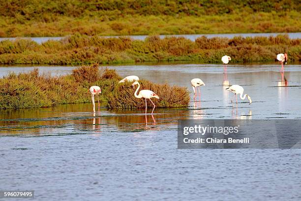 pink flamingo - arles stock-fotos und bilder