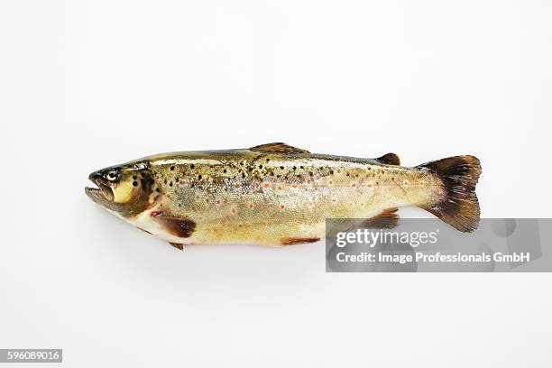 a brook trout on a white surface - brown trout stock pictures, royalty-free photos & images