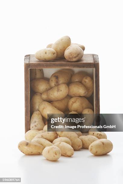 fingerling potatoes spilling from a crate; white background - fingerling potato stock pictures, royalty-free photos & images